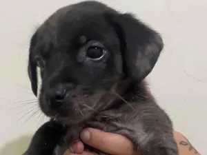 Cachorro raça SRD-ViraLata idade 2 a 6 meses nome Armando