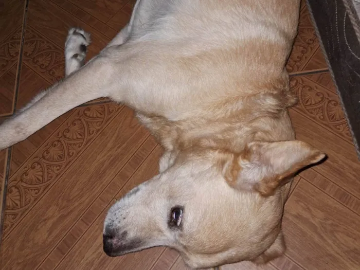 Cachorro ra a Labrador com viralata idade 6 ou mais anos nome Boby