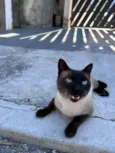 Capuccino