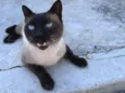 Capuccino