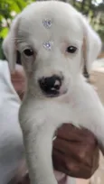 Polar