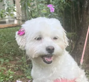 Cachorro raça Mestica  idade 2 anos nome Cristal 