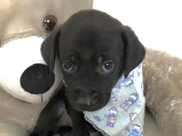 Cachorro ra a Mestico  idade Abaixo de 2 meses nome Bob 