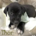 Thor 