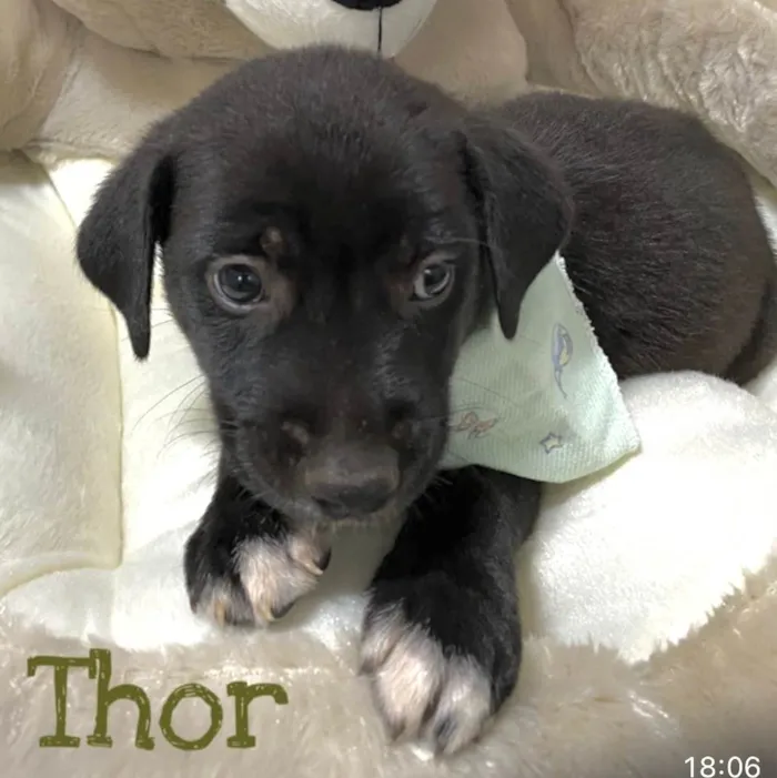 Cachorro ra a Mestico  idade Abaixo de 2 meses nome Thor 
