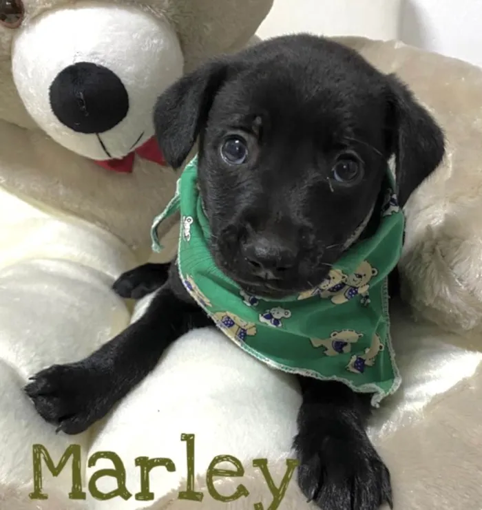 Cachorro ra a Mestico  idade Abaixo de 2 meses nome Marley 