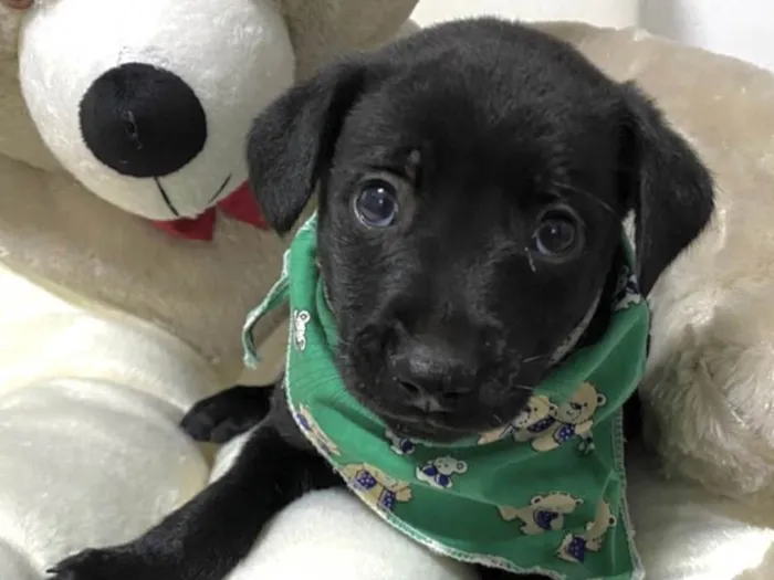 Cachorro ra a Mestico  idade Abaixo de 2 meses nome Marley 