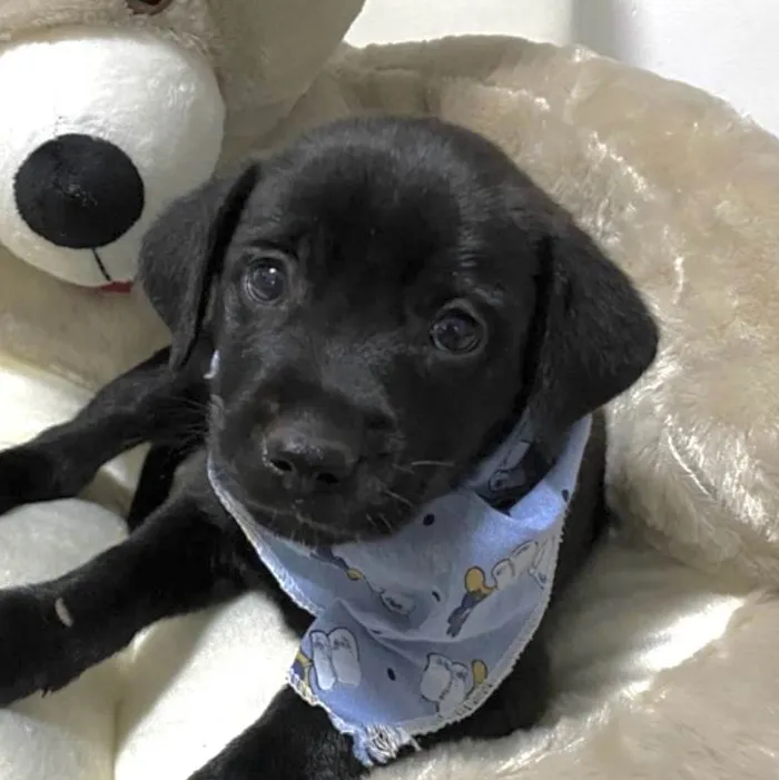 Cachorro ra a Mestico  idade Abaixo de 2 meses nome Theo 