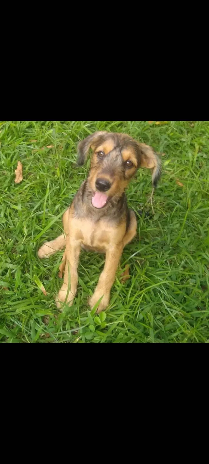 Cachorro ra a SRD-ViraLata idade 2 a 6 meses nome Betânia 