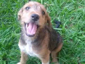 Cachorro raça SRD-ViraLata idade 2 a 6 meses nome Betina
