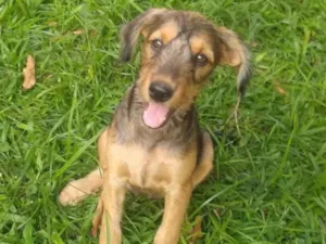 Cachorro raça SRD-ViraLata idade 2 a 6 meses nome Betânia 