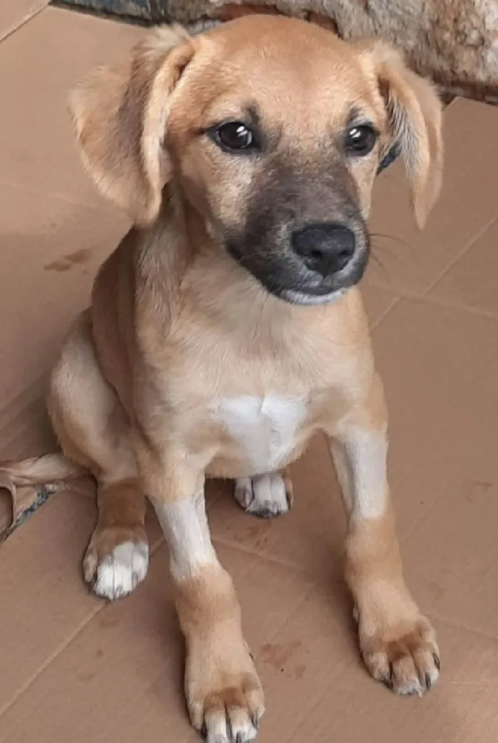 Cachorro ra a SRD-ViraLata idade 2 a 6 meses nome Laila