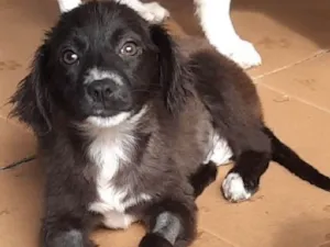 Cachorro raça SRD-ViraLata idade 2 a 6 meses nome Leila