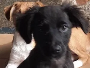Cachorro raça SRD-ViraLata idade 2 a 6 meses nome Lola