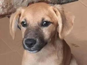 Cachorro raça SRD-ViraLata idade 2 a 6 meses nome Laila