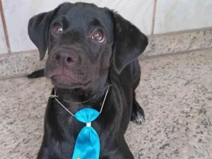 Cachorro raça SRD-ViraLata idade 2 a 6 meses nome Jorginho