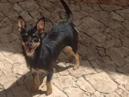 Cachorro ra a Shitzu com Pincher  idade 1 ano nome Mag