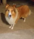 Cadu