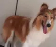 Cadu