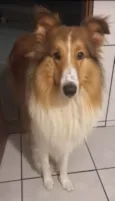 Cadu
