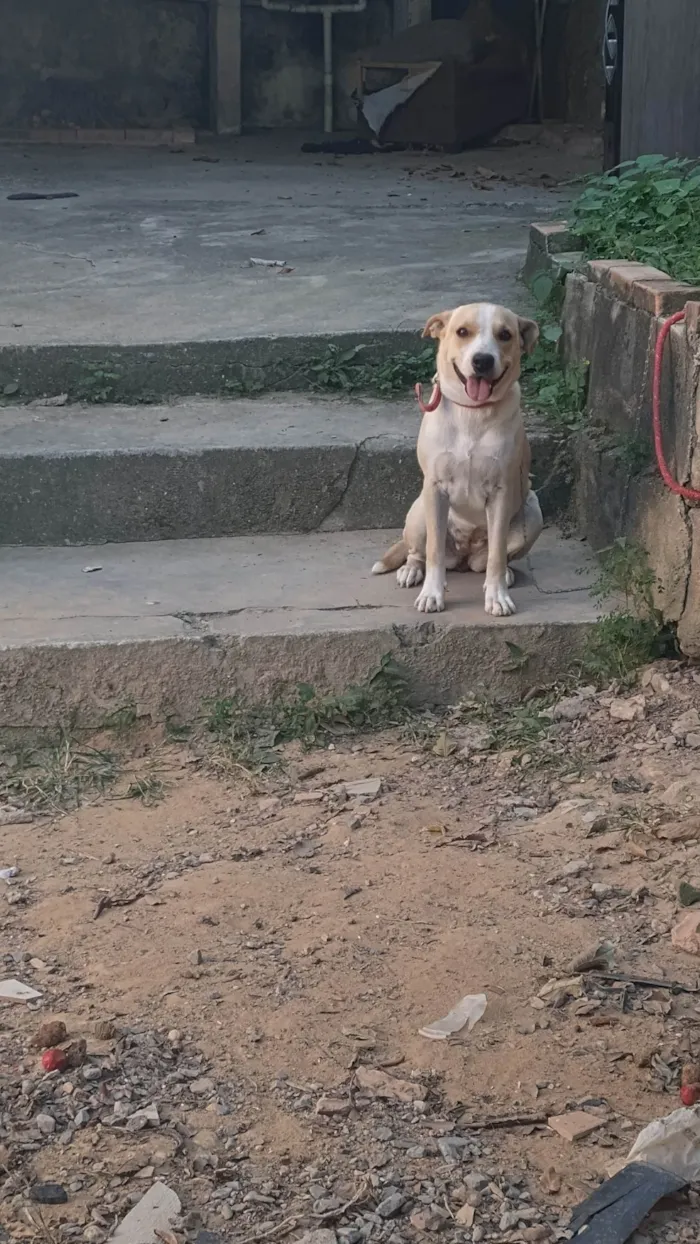 Cachorro ra a SRD-ViraLata idade 2 a 6 meses nome Tica