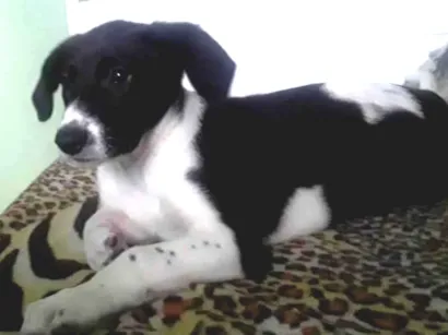 Cachorro raça Border collie misturada idade 7 a 11 meses nome Cristal Ganesha 