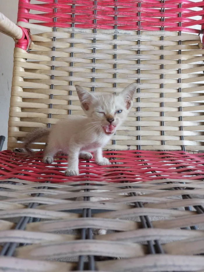 Gato ra a SRD-ViraLata idade 2 a 6 meses nome Floquinhos 