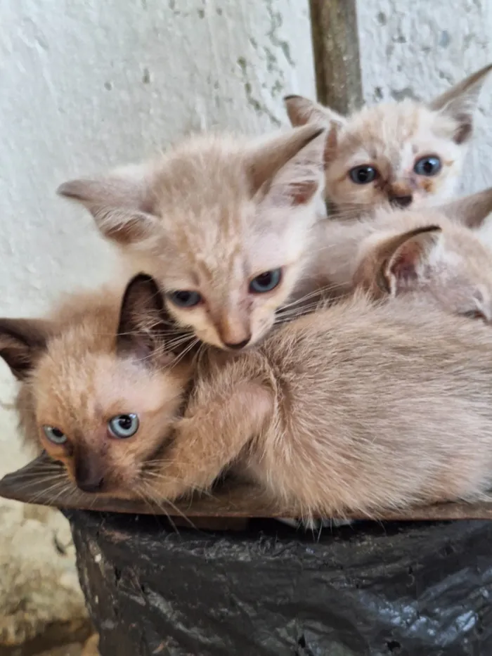 Gato ra a SRD-ViraLata idade 2 a 6 meses nome Floquinhos 