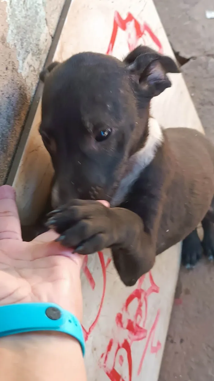 Cachorro ra a SRD-ViraLata idade 2 a 6 meses nome Coleirinha 