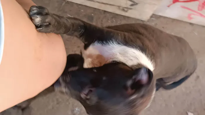 Cachorro ra a SRD-ViraLata idade 2 a 6 meses nome Coleirinha 