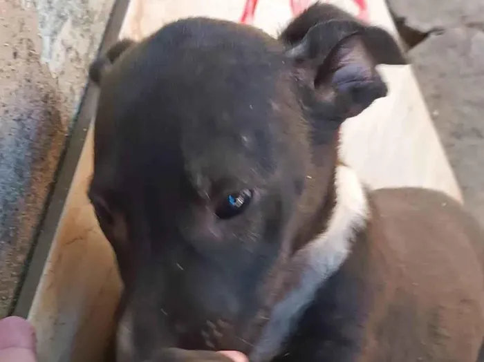 Cachorro ra a SRD-ViraLata idade 2 a 6 meses nome Coleirinha 