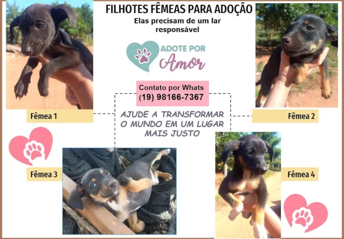 Cachorro ra a SRD-ViraLata idade Abaixo de 2 meses nome Sem nome