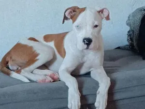 Cachorro raça Pitbull idade 7 a 11 meses nome Cristal 