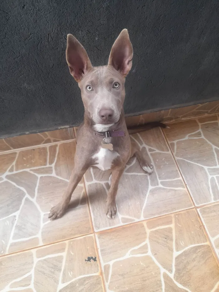 Cachorro ra a SRD-ViraLata idade 7 a 11 meses nome Safira