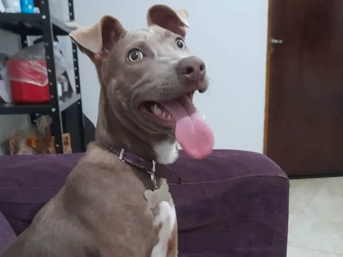 Cachorro ra a SRD-ViraLata idade 7 a 11 meses nome Safira