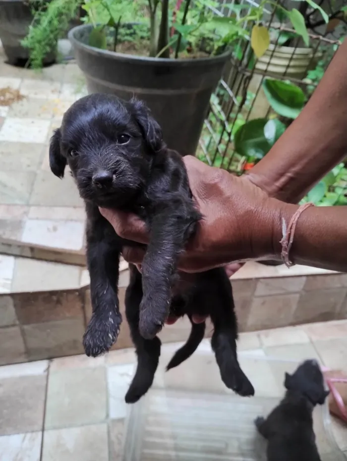 Cachorro ra a  idade 2 a 6 meses nome Pet