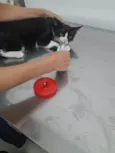 Churuzinho