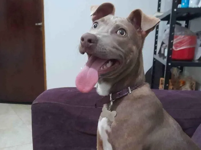 Cachorro ra a SRD-ViraLata idade 7 a 11 meses nome Safira