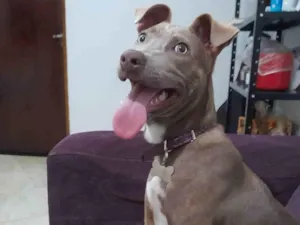 Cachorro raça SRD-ViraLata idade 7 a 11 meses nome Safira