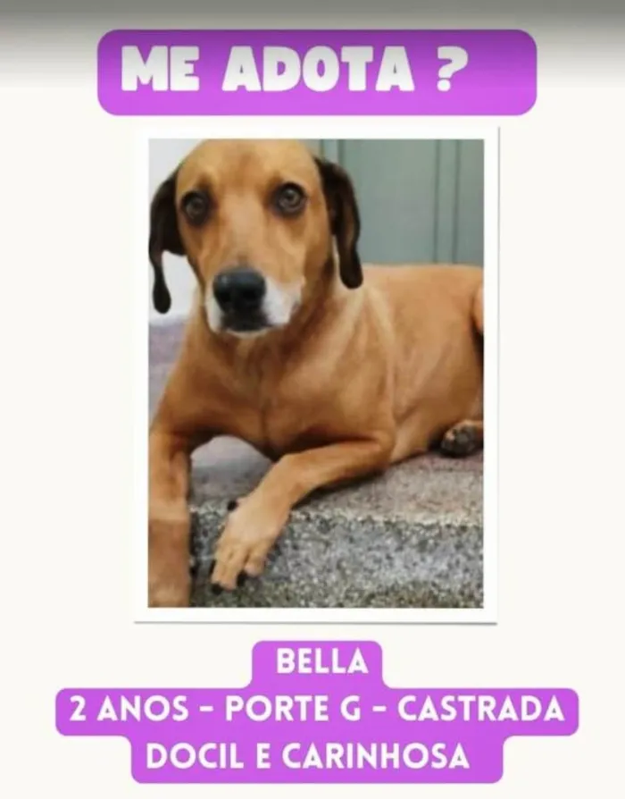 Cachorro ra a SRD-ViraLata idade 2 anos nome Bella