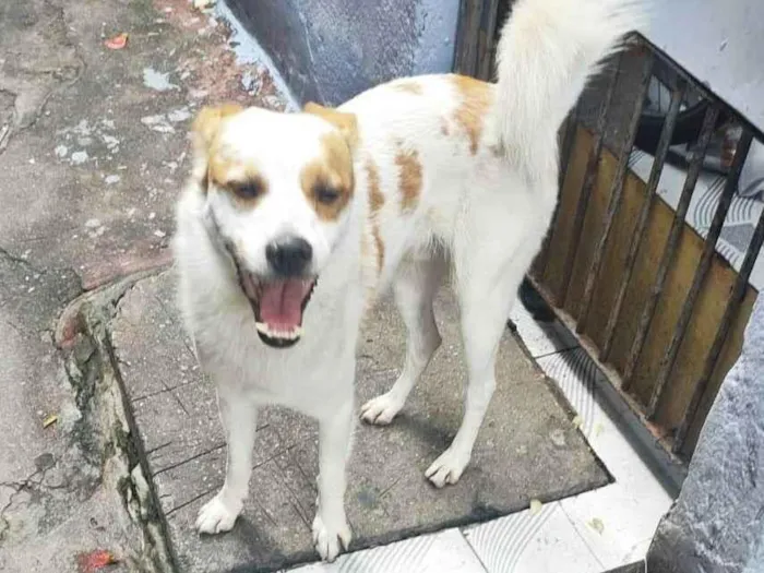 Cachorro ra a SRD-ViraLata idade 4 anos nome Yuki