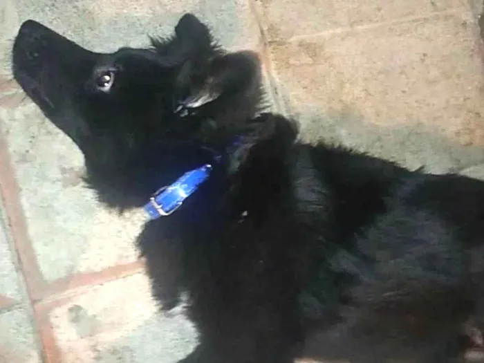 Cachorro ra a SRD-ViraLata idade 1 ano nome Yoshi