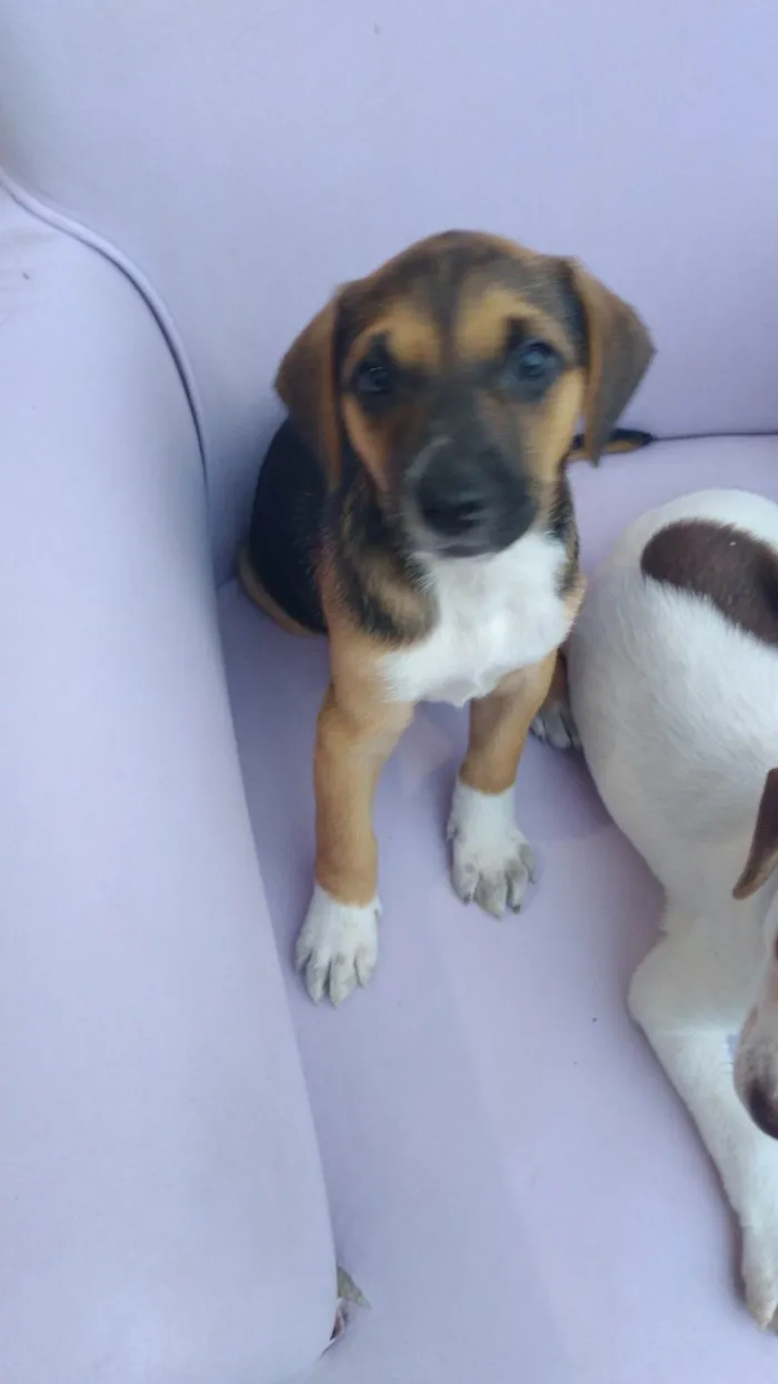 Cachorro ra a SRD-ViraLata idade 2 a 6 meses nome Sem nomes ainda 