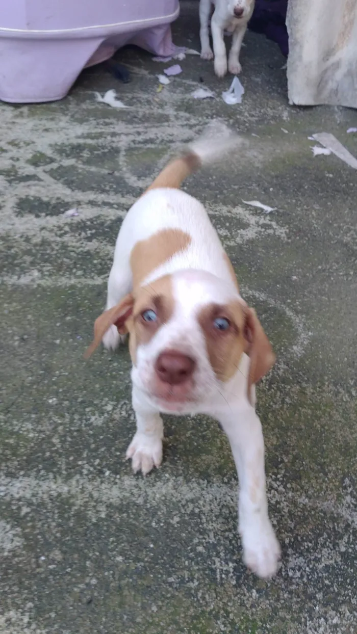 Cachorro ra a SRD-ViraLata idade 2 a 6 meses nome Sem nomes ainda 