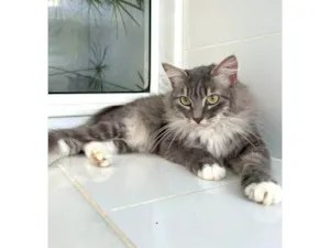 Gato raça srd pêlo longo idade 1 ano nome SASHA