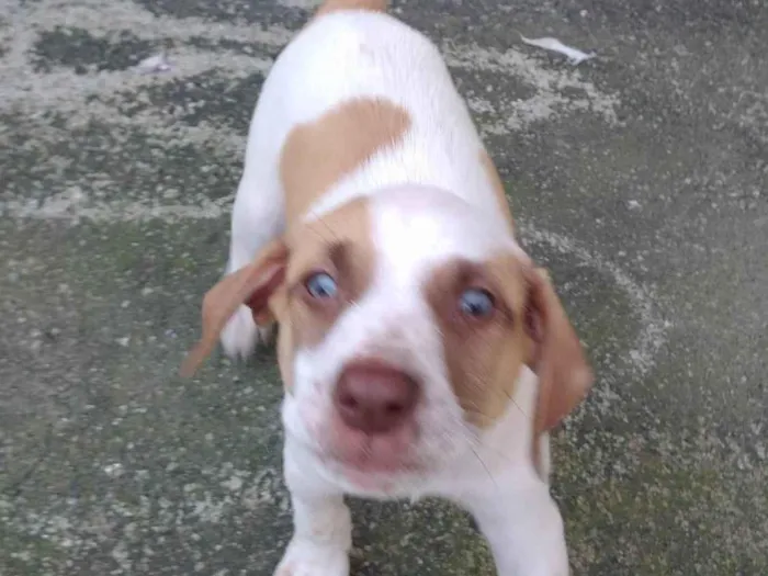 Cachorro ra a SRD-ViraLata idade 2 a 6 meses nome Sem nomes ainda 