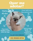 Filhotes