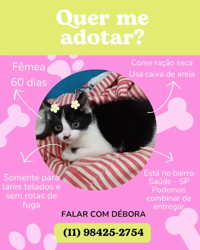 Gato ra a  idade Abaixo de 2 meses nome Filhotes