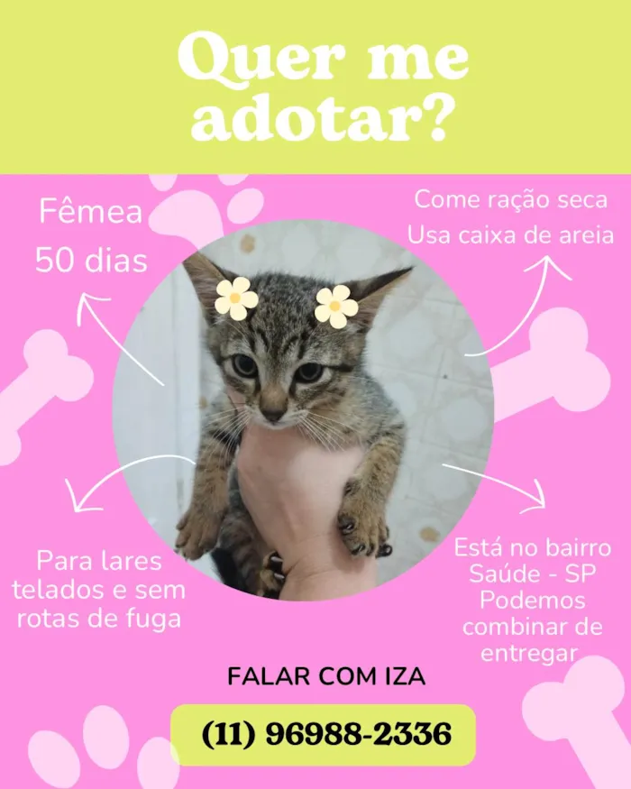 Gato ra a  idade Abaixo de 2 meses nome Filhotes