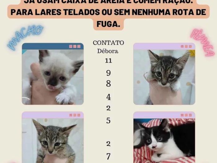 Gato ra a  idade Abaixo de 2 meses nome Filhotes